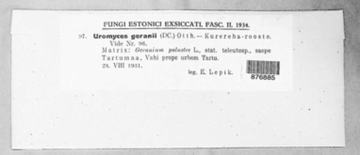 Uromyces geranii image